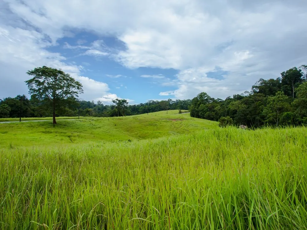 Kumpulan Foto Sawah Paling Indah Terbagus dan Terlengkap 27 Foto Sawah