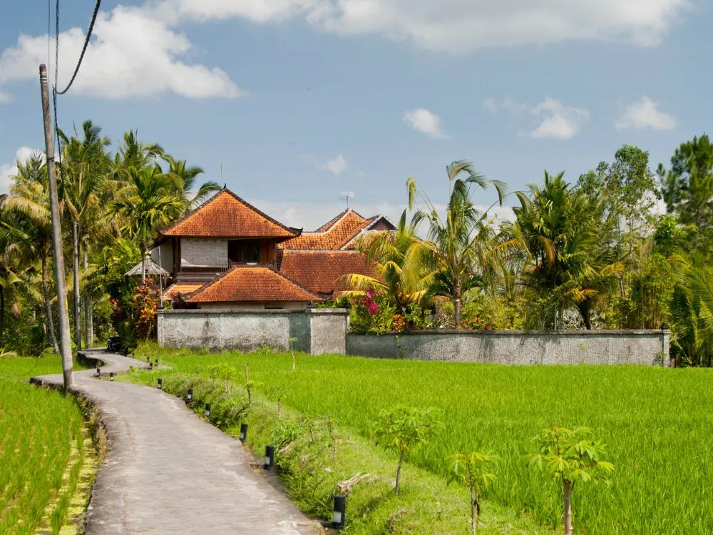 Kumpulan Foto Sawah Paling Indah Terbagus dan Terlengkap 26 Foto Sawah