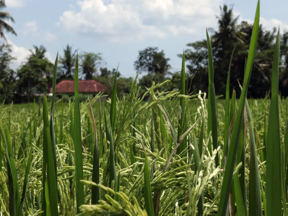 Kumpulan Foto Sawah Paling Indah Terbagus dan Terlengkap 25 Foto Sawah