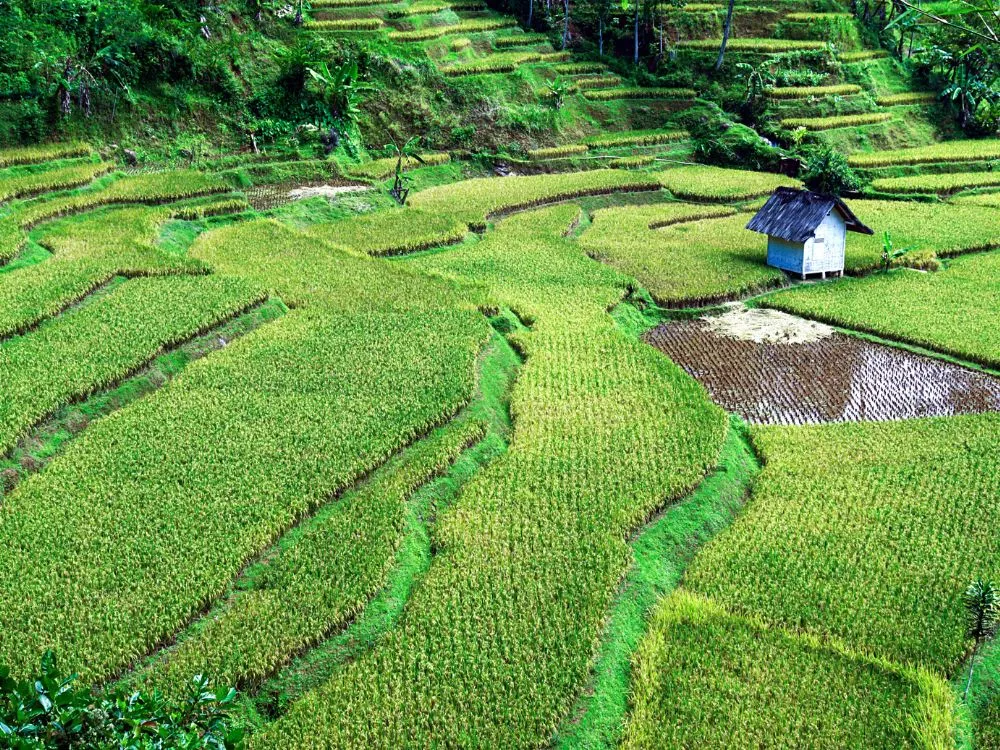 Kumpulan Foto Sawah Paling Indah Terbagus dan Terlengkap 24 Foto Sawah