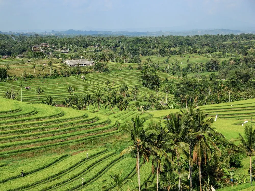 Kumpulan Foto Sawah Paling Indah Terbagus dan Terlengkap 23 Foto Sawah