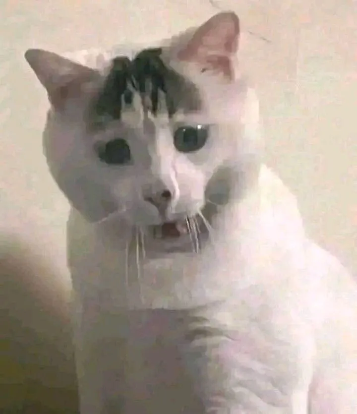 Kumpulan DP WA Lucu Paling Ngakak Terbagus dan Terlengkap 7 DP WA Lucu