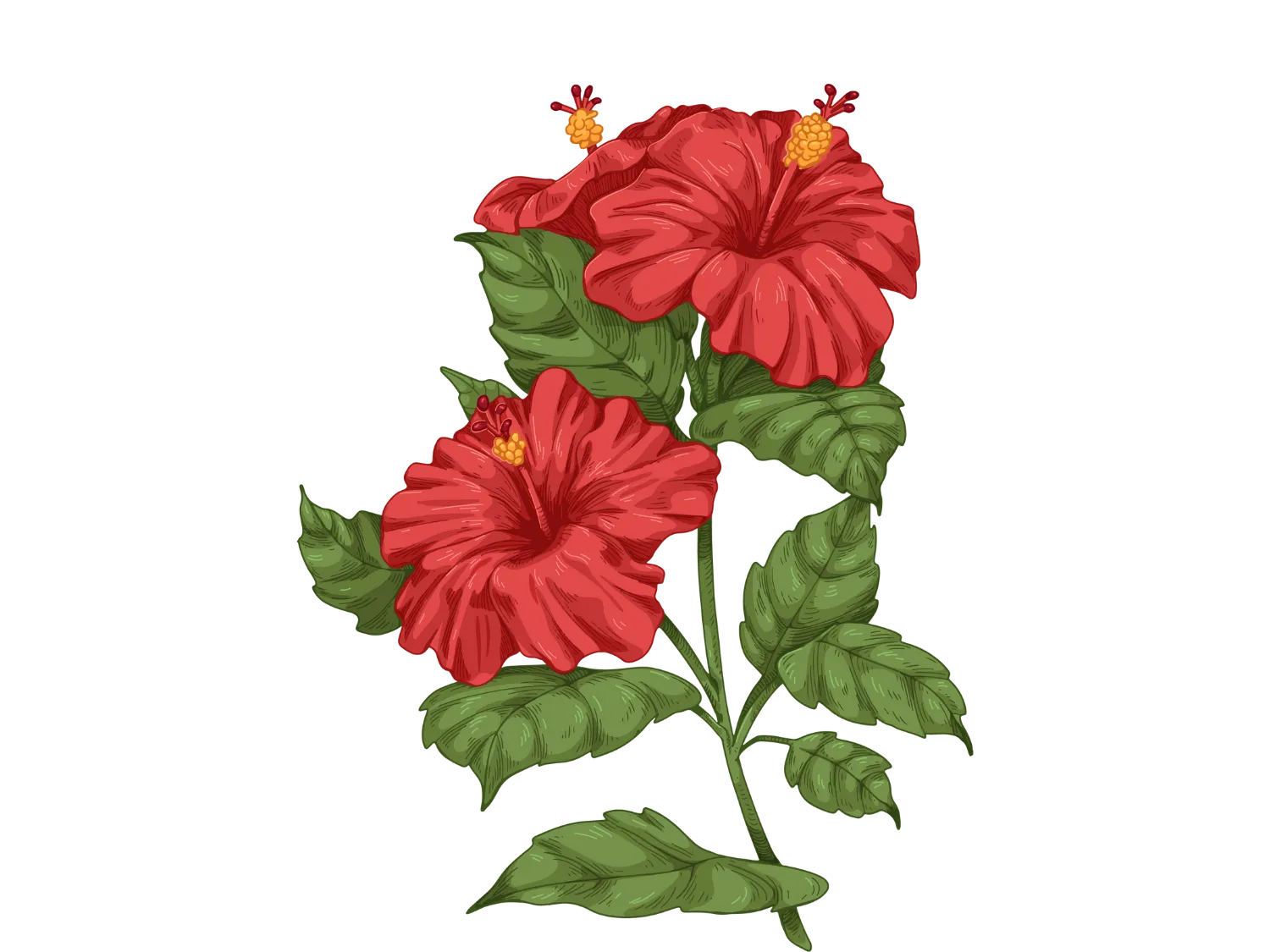 Kumpulan Gambar Bunga Sepatu Terbagus dan Terlengkap 31 Gambar Bunga Sepatu