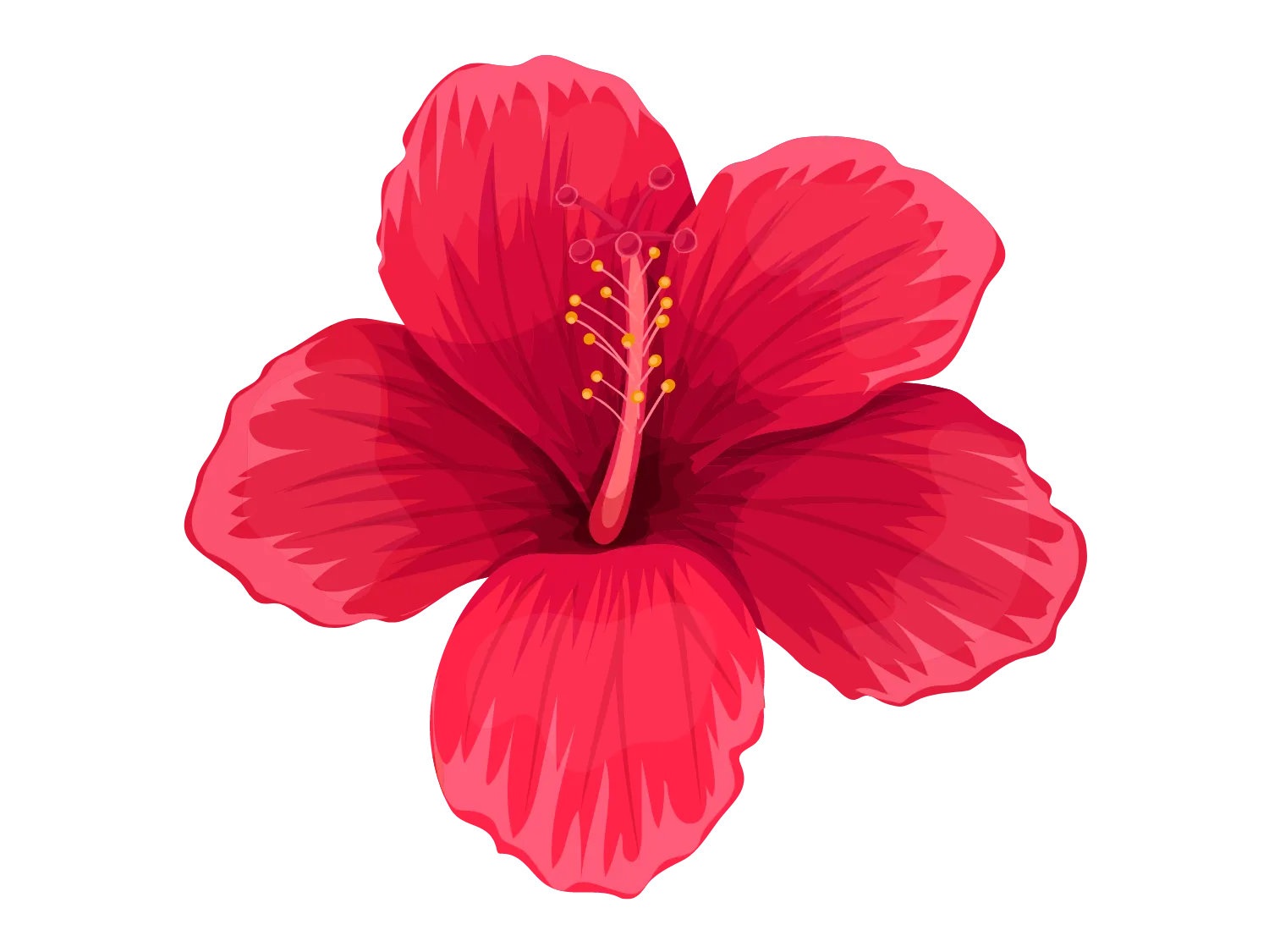 Kumpulan Gambar Bunga Sepatu Terbagus dan Terlengkap 22 Gambar Bunga Sepatu