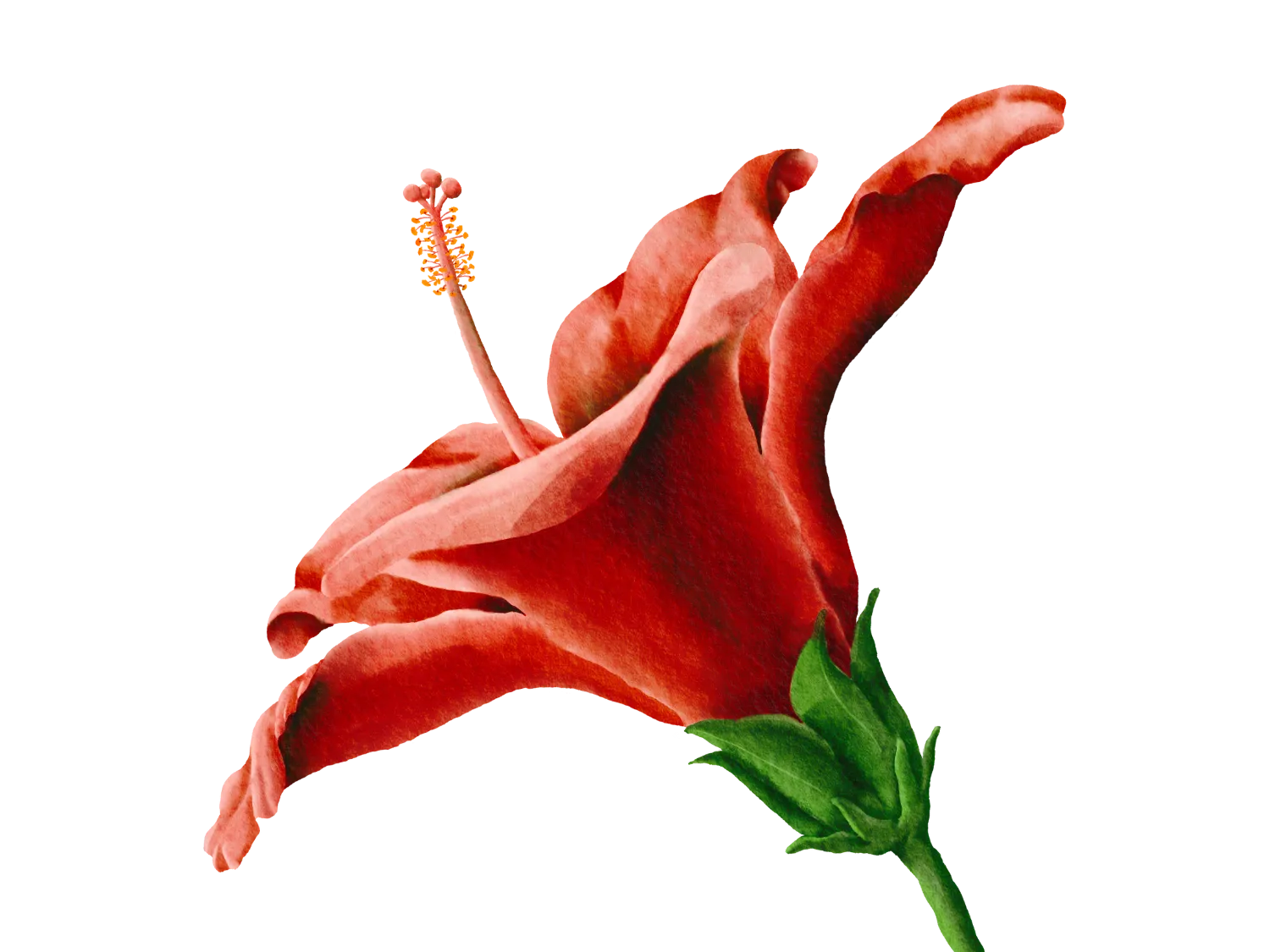 Kumpulan Gambar Bunga Sepatu Terbagus dan Terlengkap 21 Gambar Bunga Sepatu