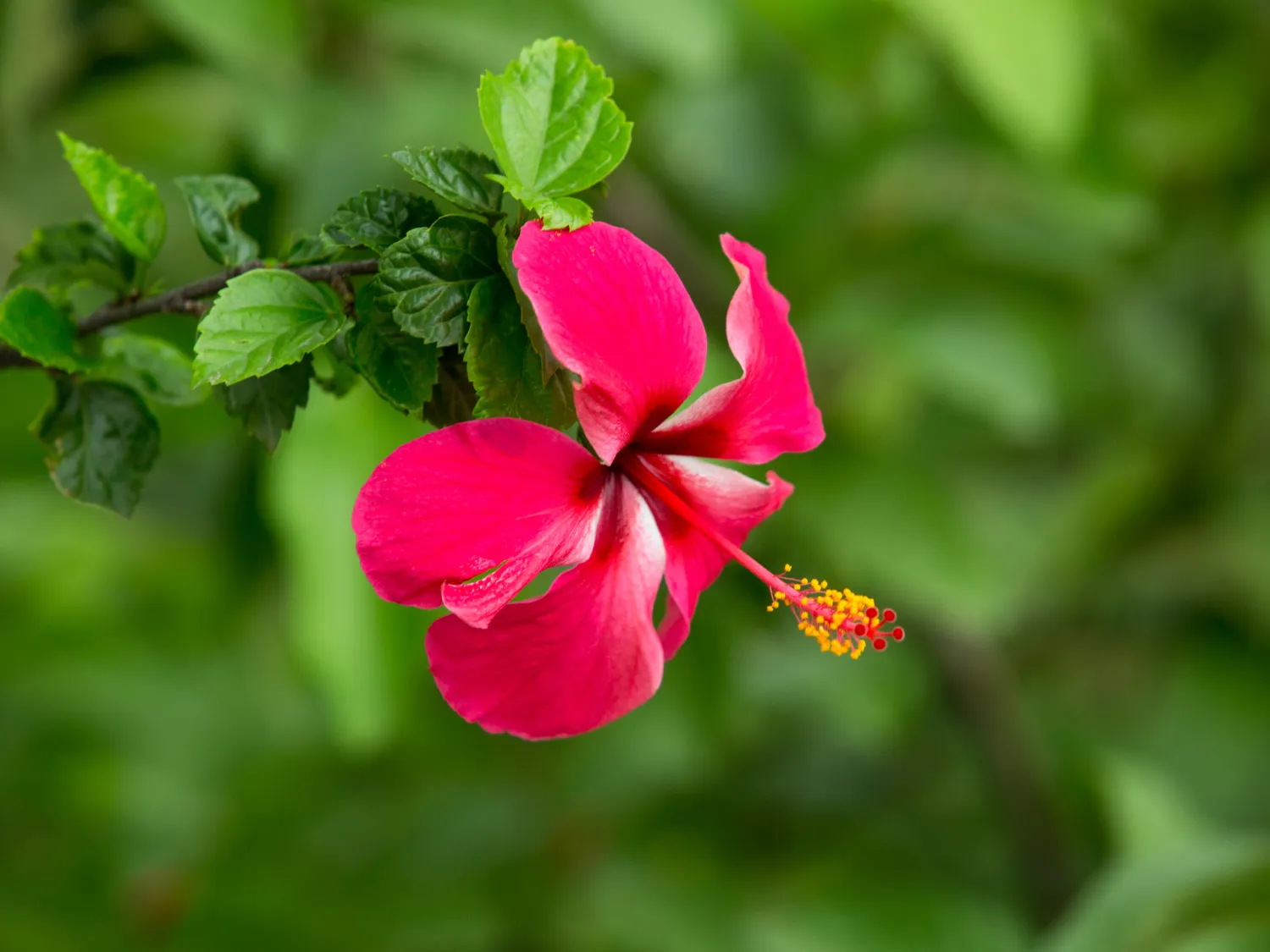 Kumpulan Gambar Bunga Sepatu Terbagus dan Terlengkap 19 Gambar Bunga Sepatu