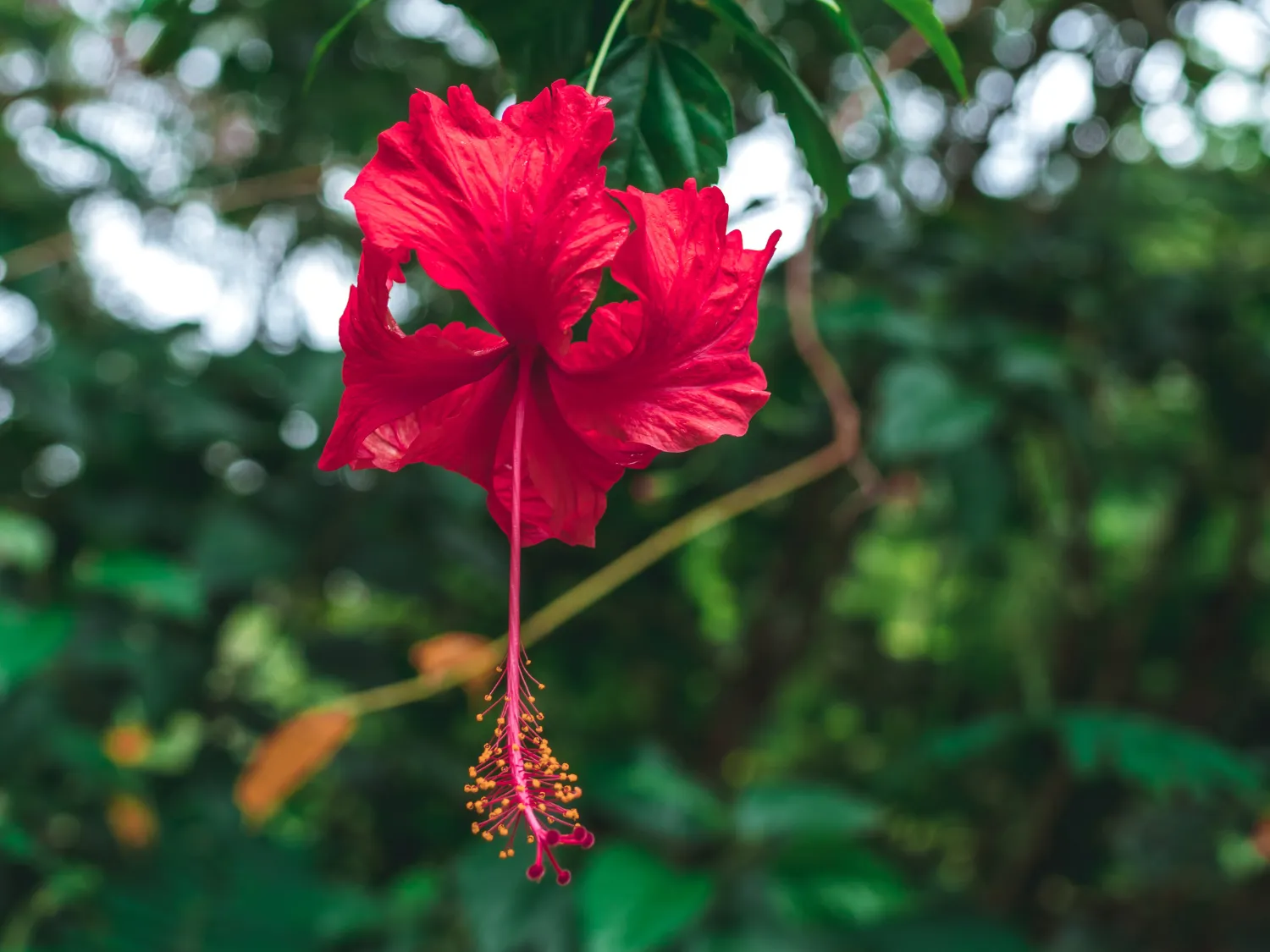 Kumpulan Gambar Bunga Sepatu Terbagus dan Terlengkap 16 Gambar Bunga Sepatu
