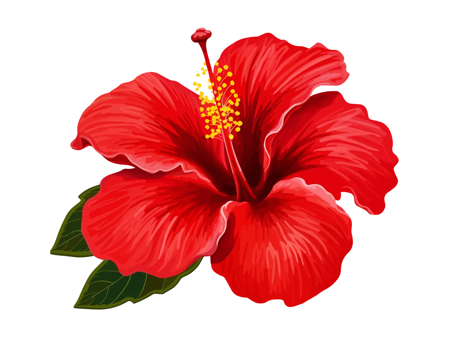 Kumpulan Gambar Bunga Sepatu Terbagus dan Terlengkap 14 Gambar Bunga Sepatu