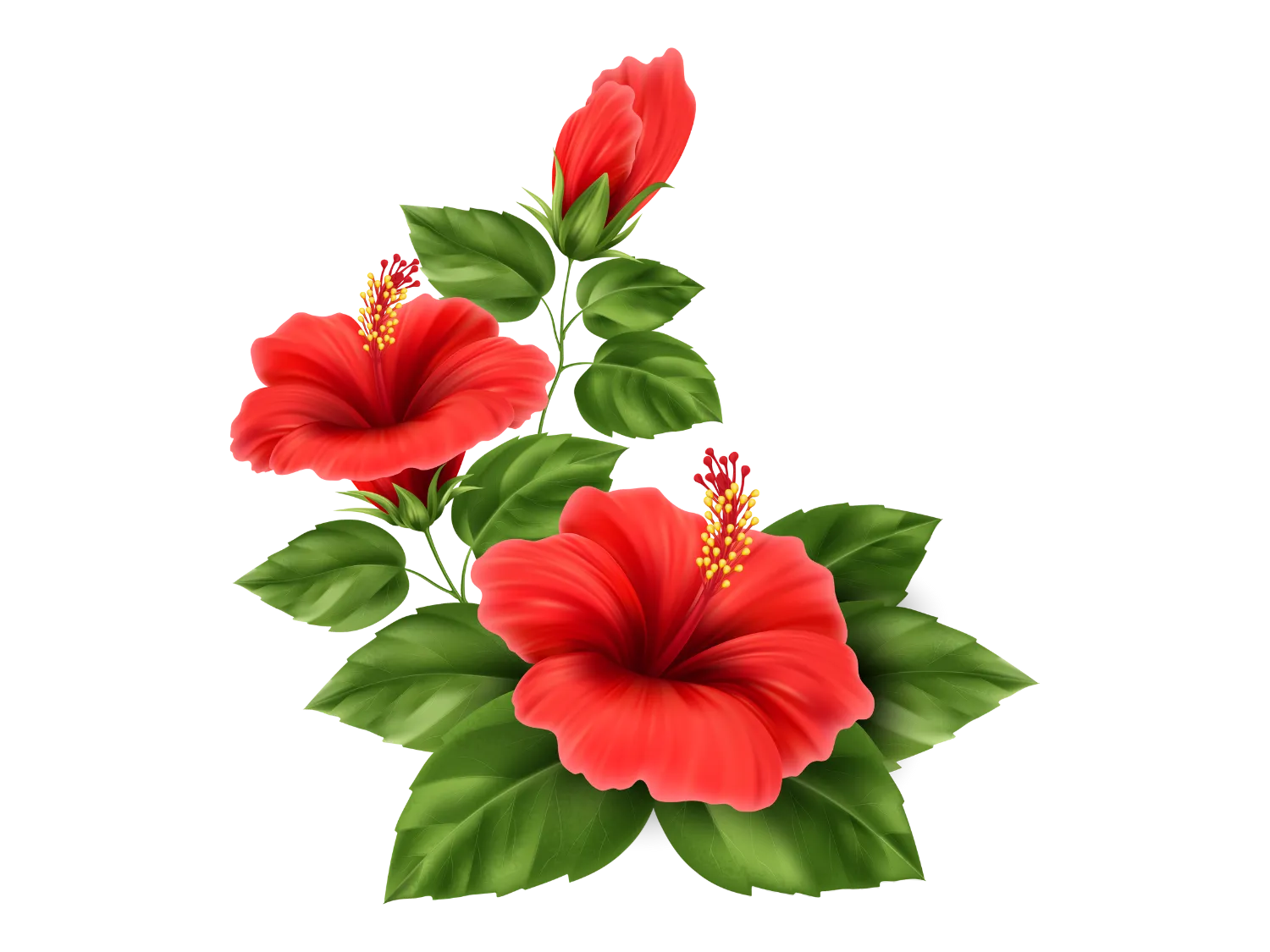 Kumpulan Gambar Bunga Sepatu Terbagus dan Terlengkap 13 Gambar Bunga Sepatu