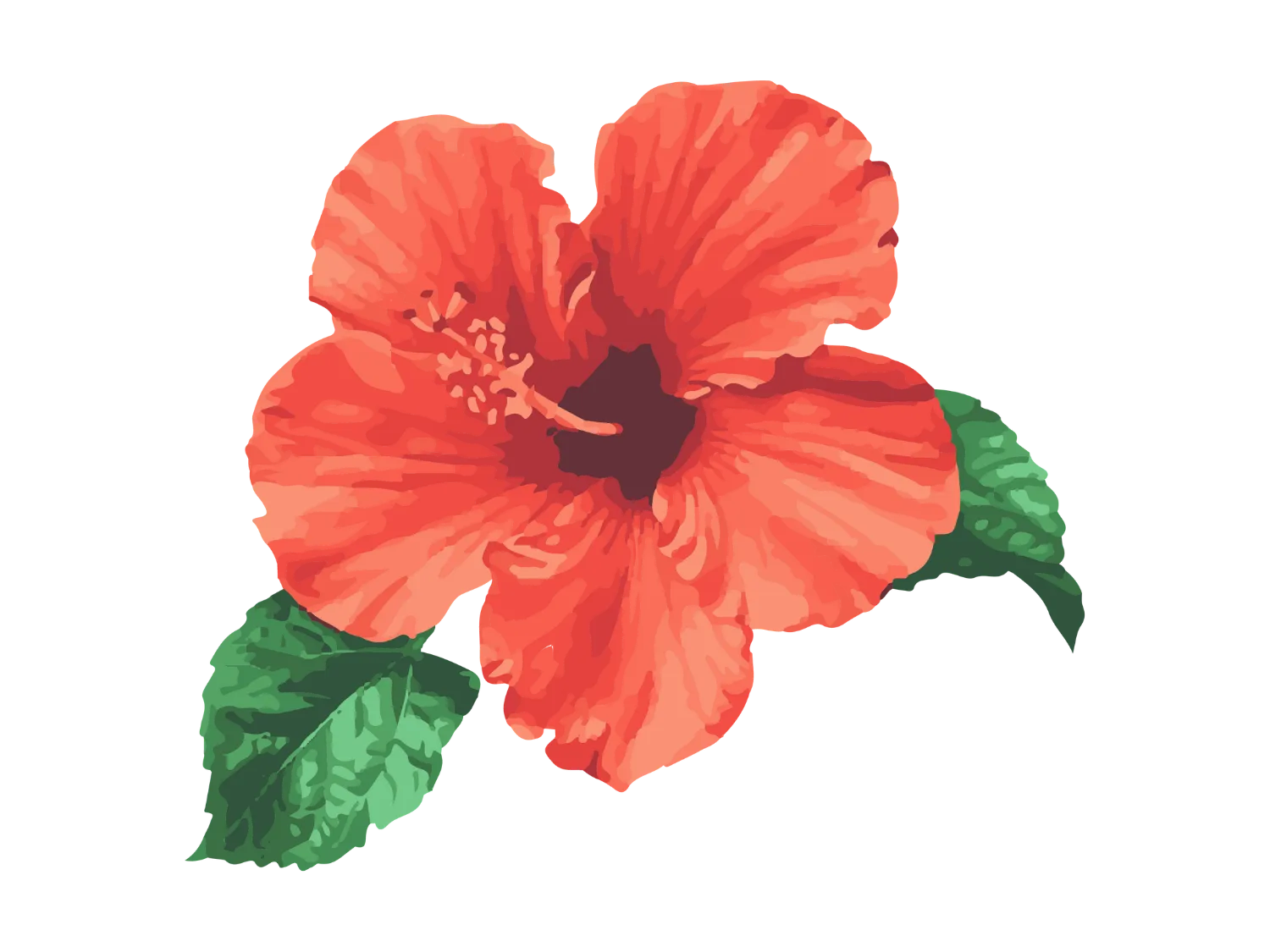 Kumpulan Gambar Bunga Sepatu Terbagus dan Terlengkap 30 Gambar Bunga Sepatu