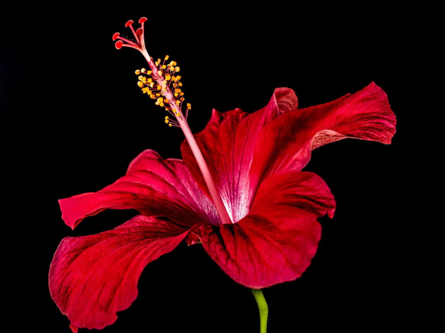 Kumpulan Gambar Bunga Sepatu Terbagus dan Terlengkap 10 Gambar Bunga Sepatu