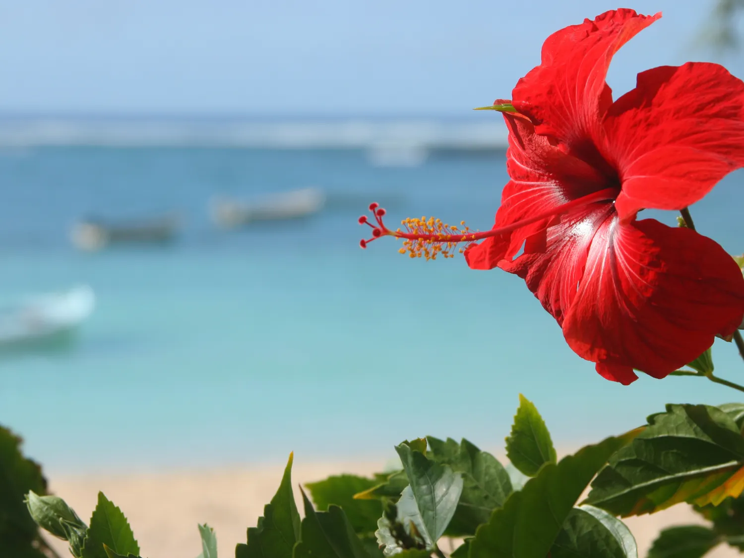 Kumpulan Gambar Bunga Sepatu Terbagus dan Terlengkap 11 Gambar Bunga Sepatu