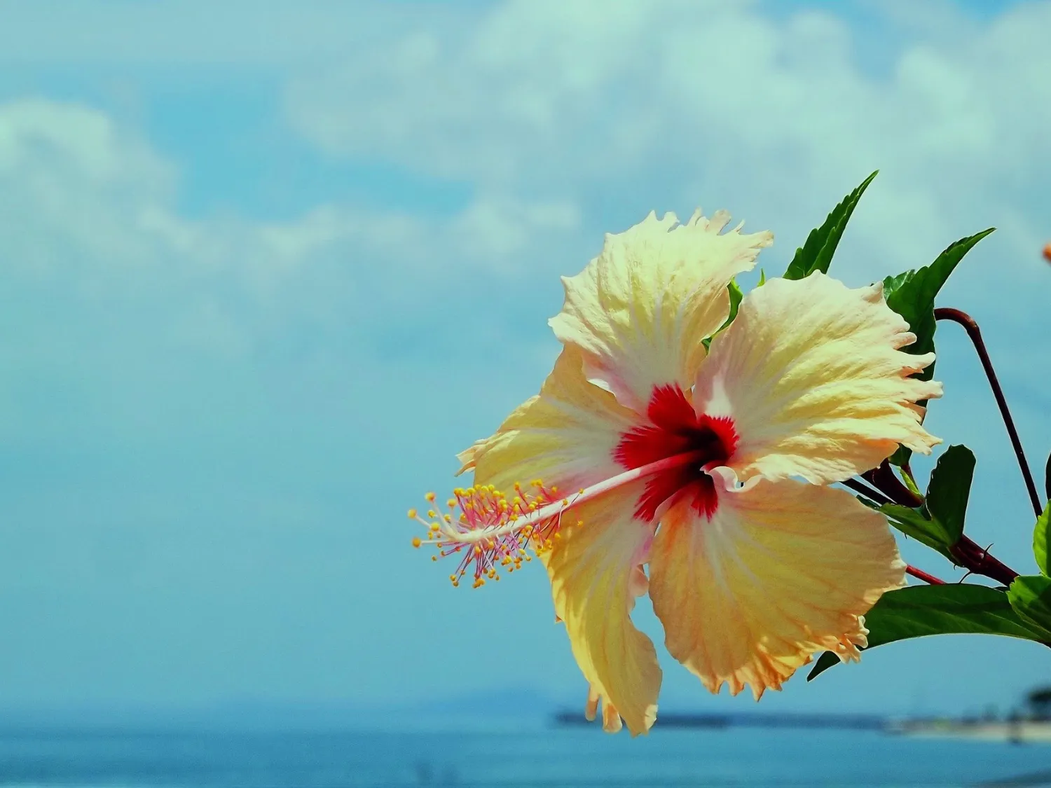 Kumpulan Gambar Bunga Sepatu Terbagus dan Terlengkap 9 Gambar Bunga Sepatu