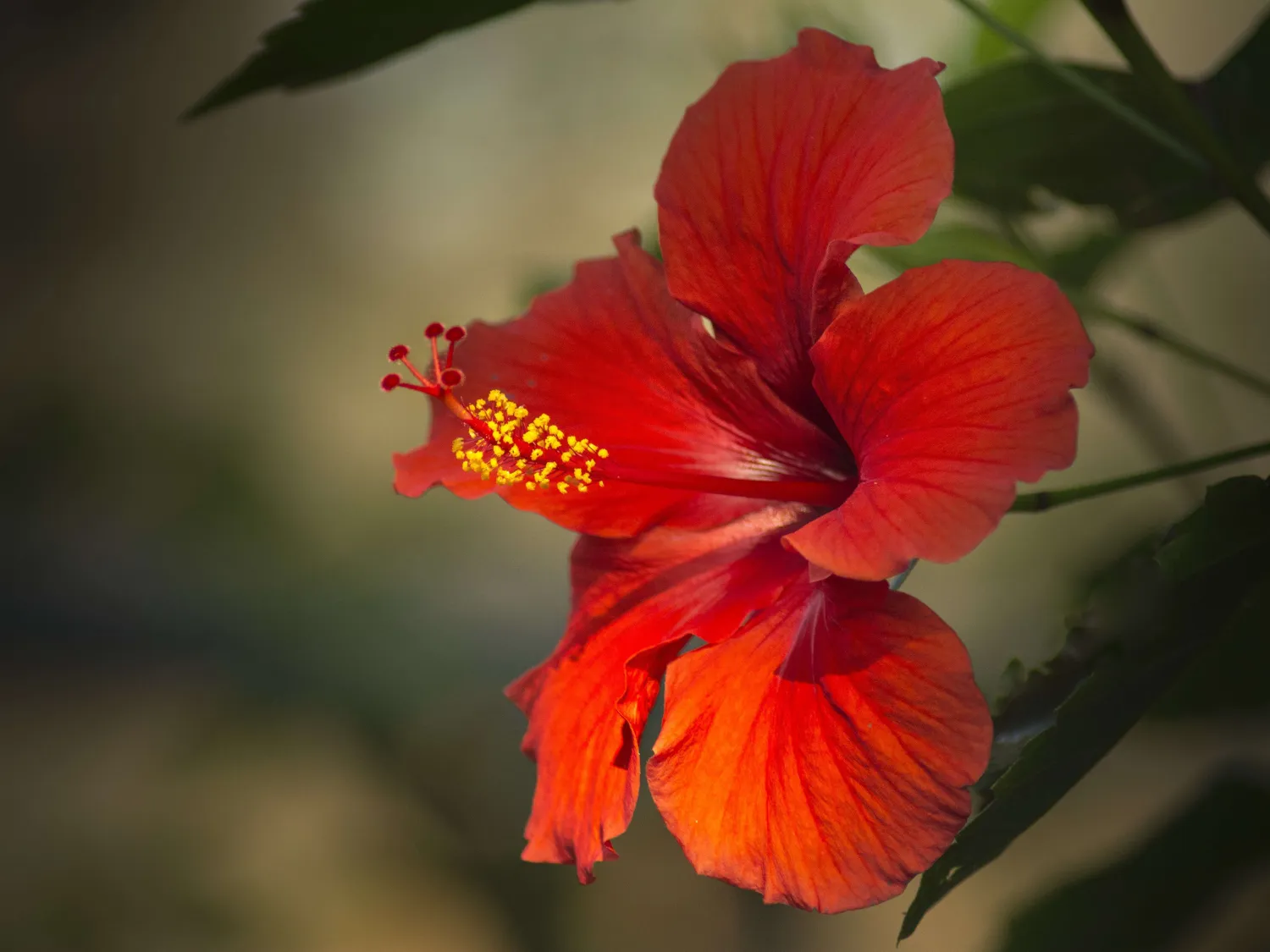 Kumpulan Gambar Bunga Sepatu Terbagus dan Terlengkap 8 Gambar Bunga Sepatu