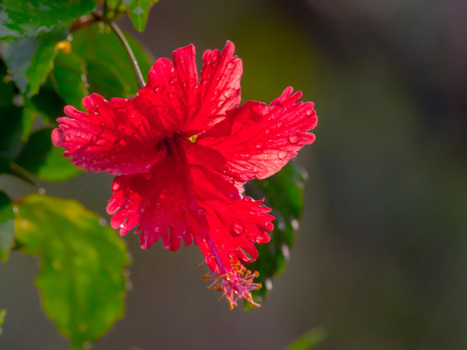 Kumpulan Gambar Bunga Sepatu Terbagus dan Terlengkap 7 Gambar Bunga Sepatu