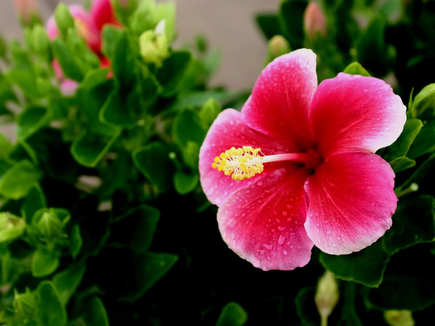 Kumpulan Gambar Bunga Sepatu Terbagus dan Terlengkap 6 Gambar Bunga Sepatu