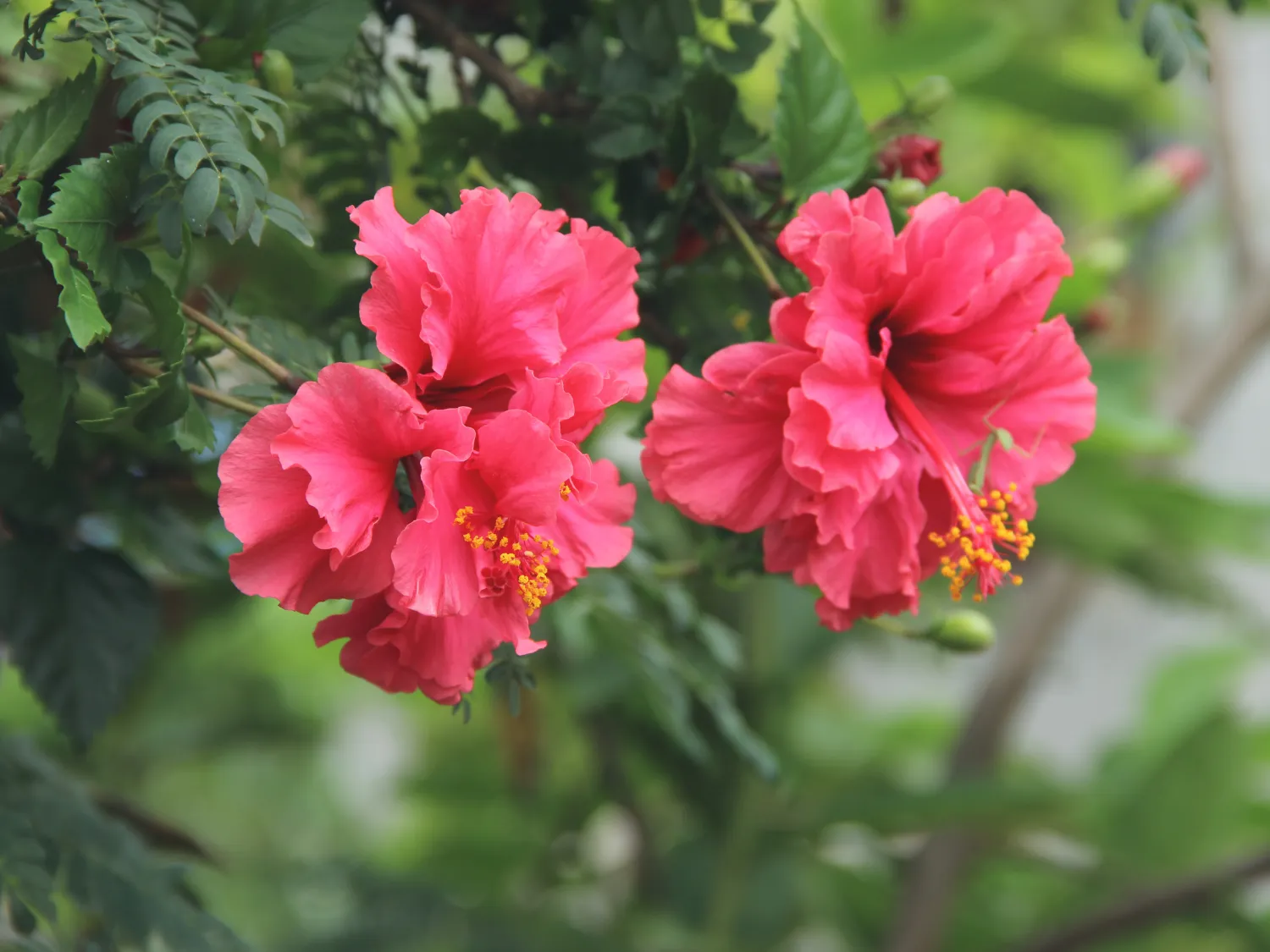 Kumpulan Gambar Bunga Sepatu Terbagus dan Terlengkap 5 Gambar Bunga Sepatu