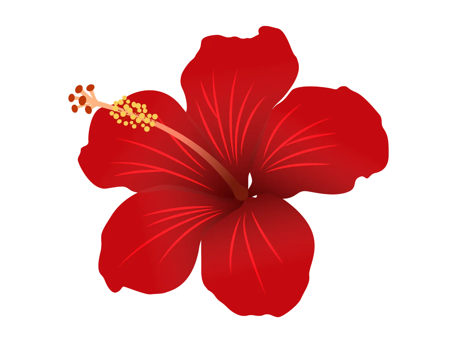 Kumpulan Gambar Bunga Sepatu Terbagus dan Terlengkap 29 Gambar Bunga Sepatu