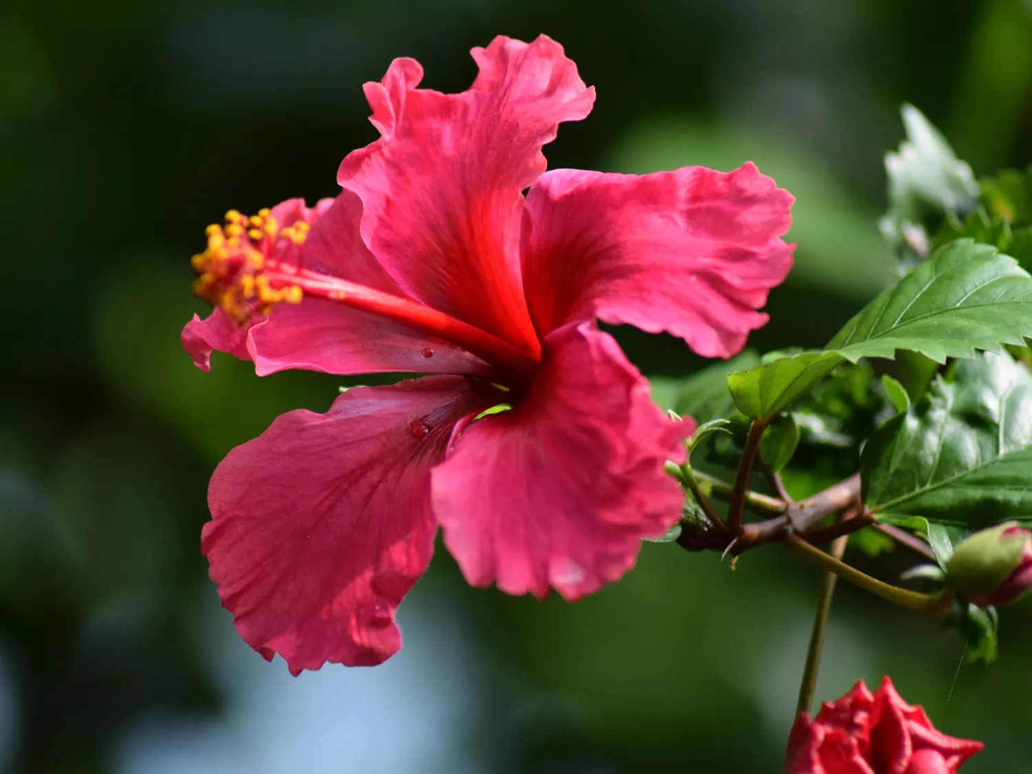 Kumpulan Gambar Bunga Sepatu Terbagus dan Terlengkap 2 Gambar Bunga Sepatu