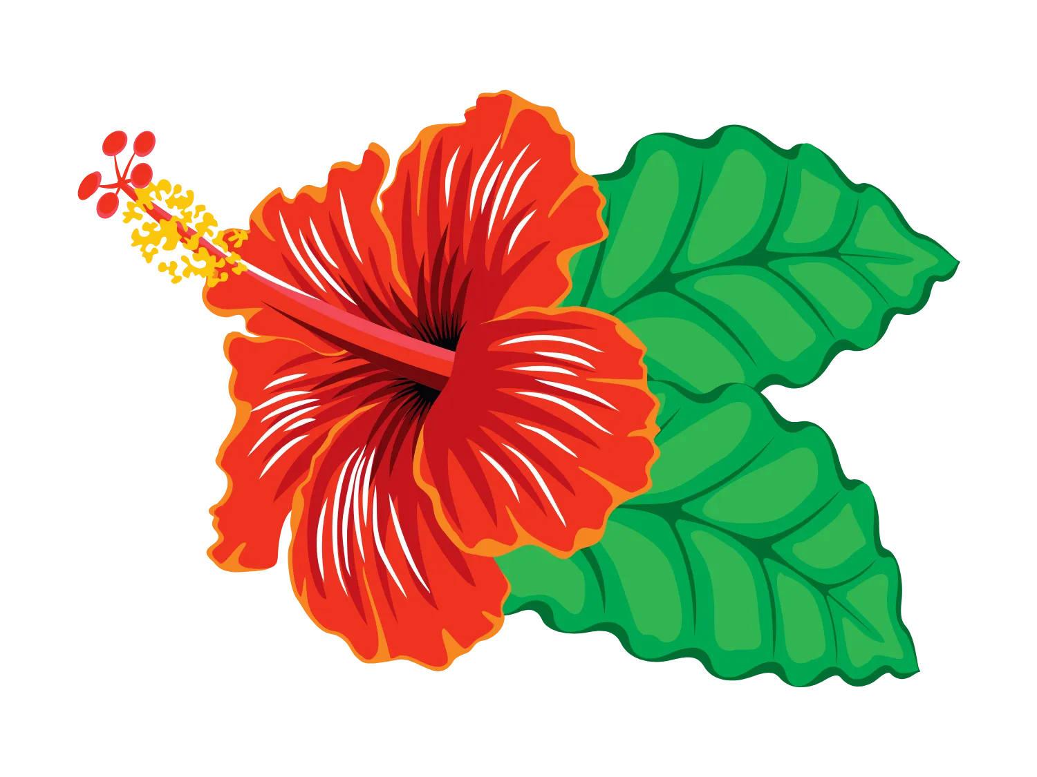 Kumpulan Gambar Bunga Sepatu Terbagus dan Terlengkap 28 Gambar Bunga Sepatu