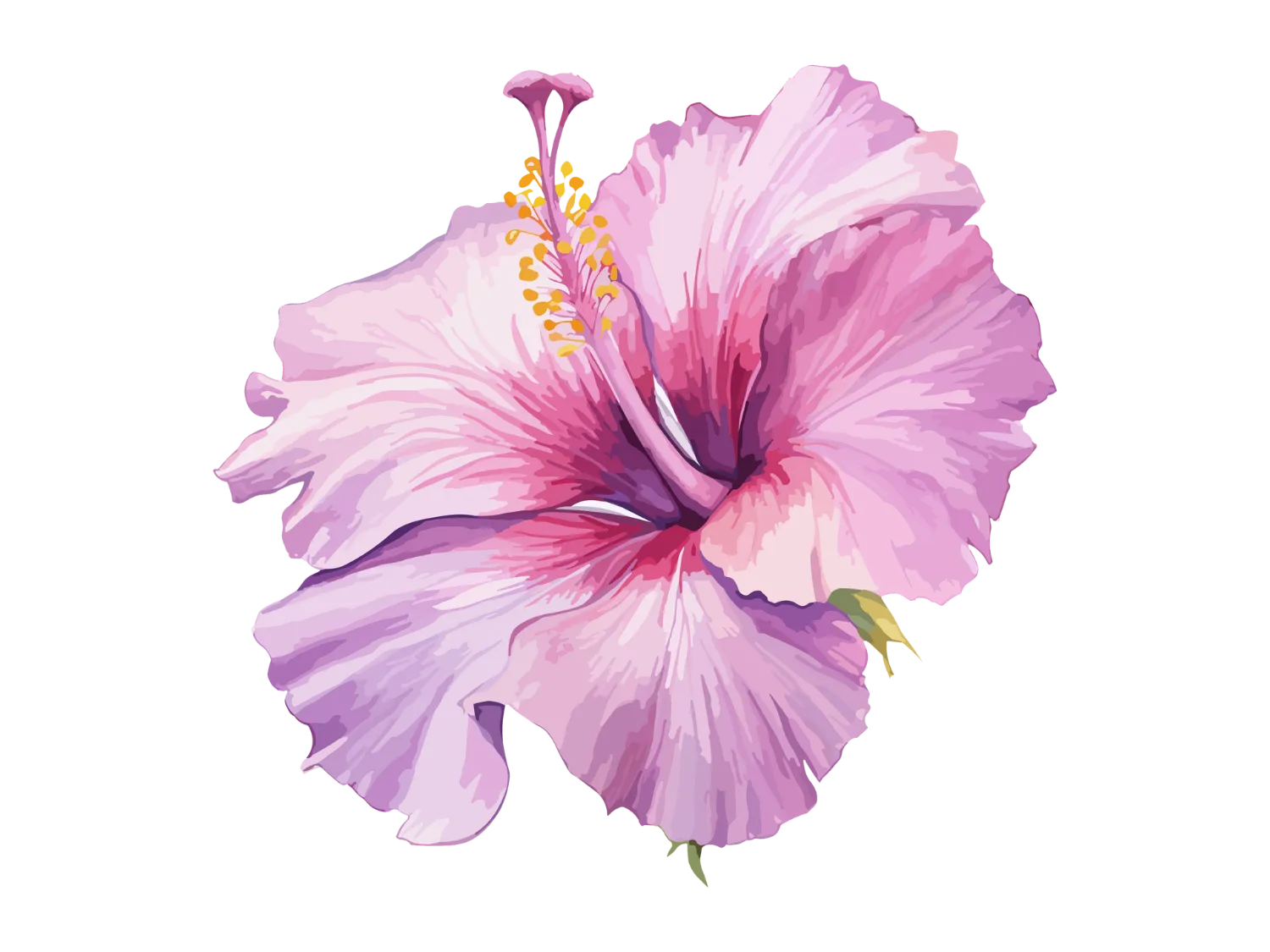 Kumpulan Gambar Bunga Sepatu Terbagus dan Terlengkap 27 Gambar Bunga Sepatu