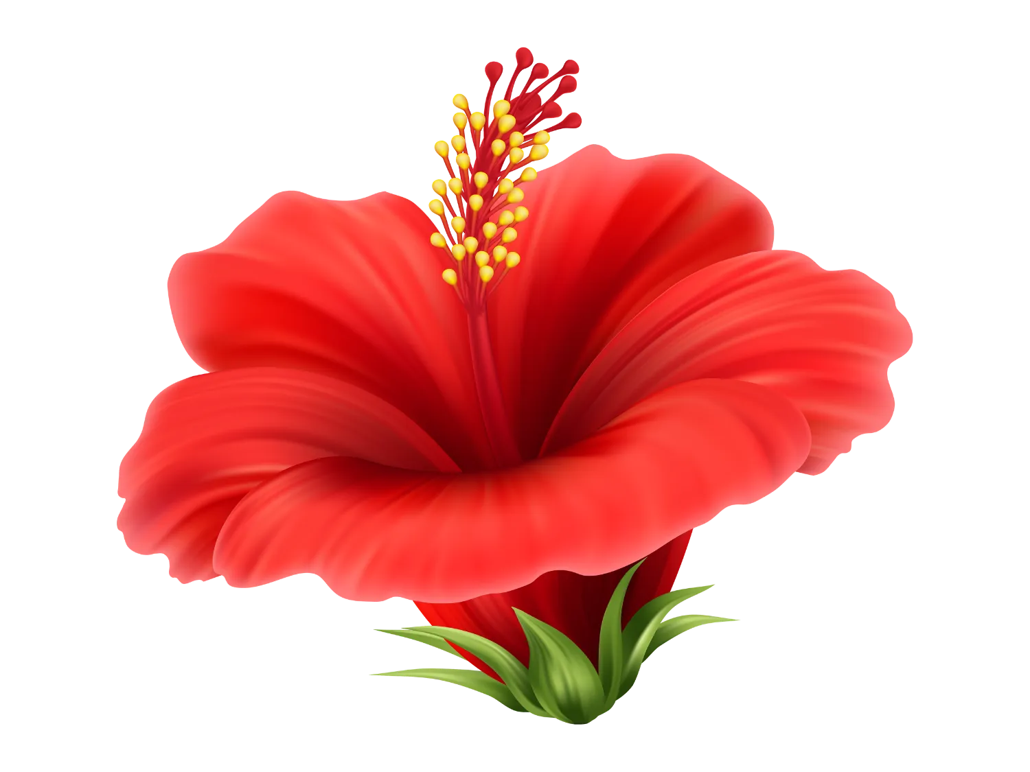 Kumpulan Gambar Bunga Sepatu Terbagus dan Terlengkap 26 Gambar Bunga Sepatu