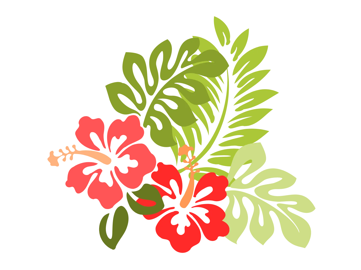 Kumpulan Gambar Bunga Sepatu Terbagus dan Terlengkap 25 Gambar Bunga Sepatu