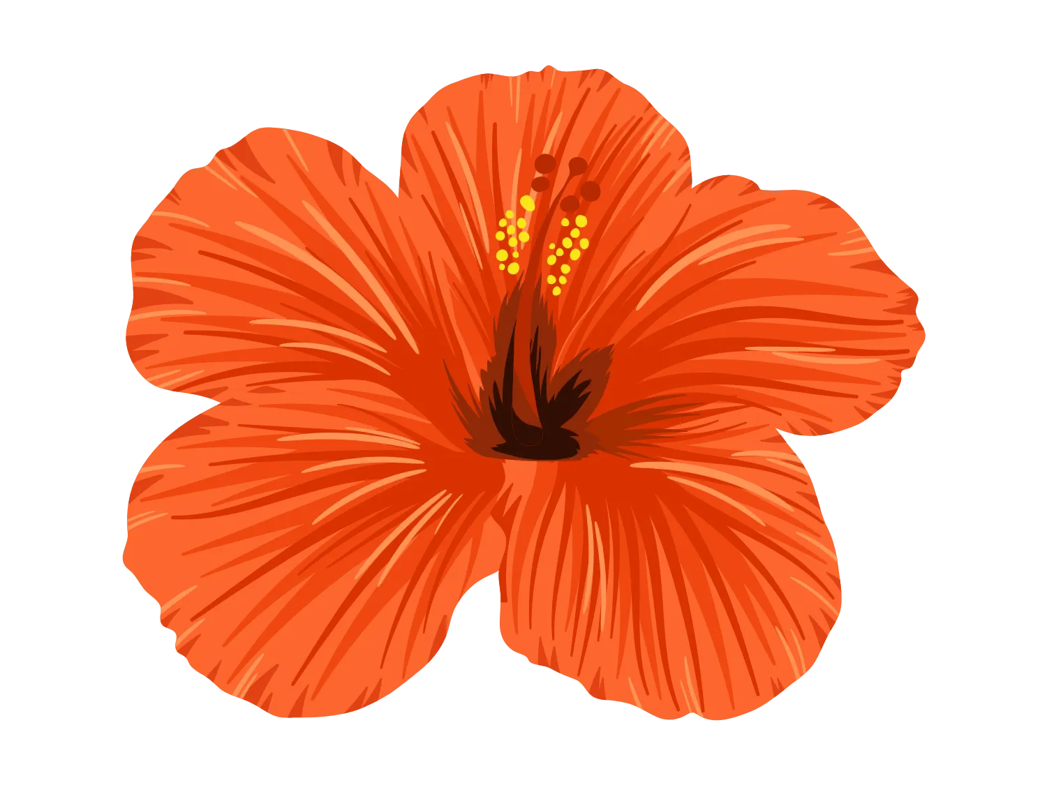 Kumpulan Gambar Bunga Sepatu Terbagus dan Terlengkap 24 Gambar Bunga Sepatu