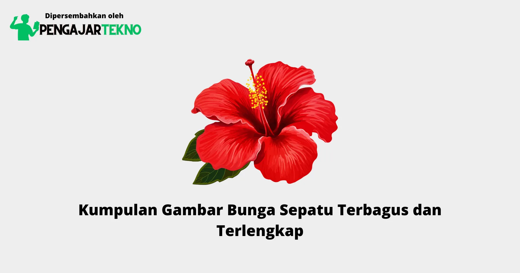 Gambar Bunga Sepatu