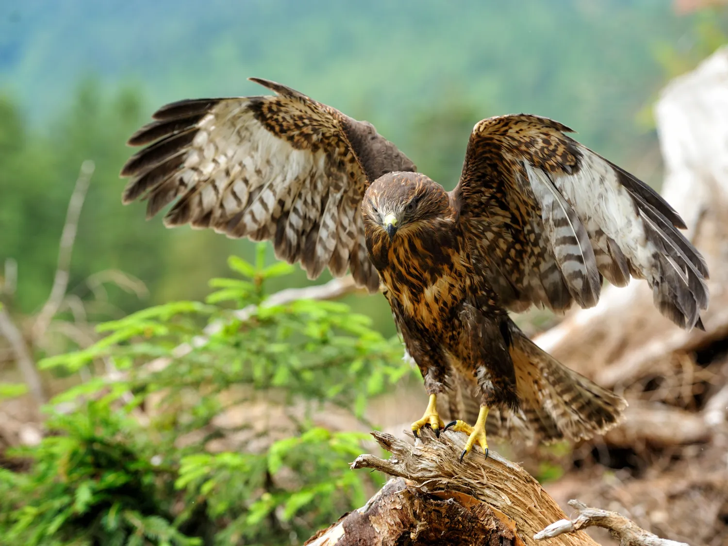 Kumpulan Gambar Burung Elang Paling Bagus dan Terlengkap 16 Gambar Burung Elang
