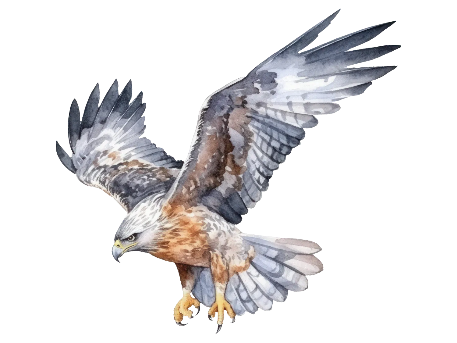 Kumpulan Gambar Burung Elang Paling Bagus dan Terlengkap 21 Gambar Burung Elang