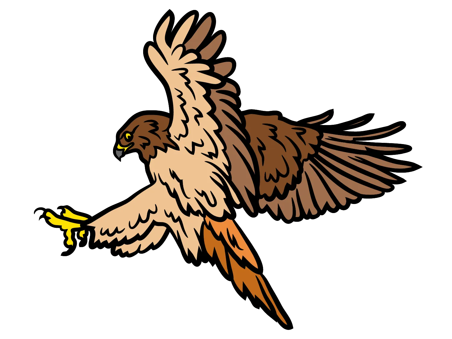 Kumpulan Gambar Burung Elang Paling Bagus dan Terlengkap 19 Gambar Burung Elang