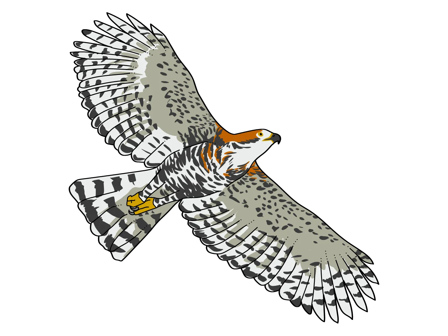 Kumpulan Gambar Burung Elang Paling Bagus dan Terlengkap 18 Gambar Burung Elang