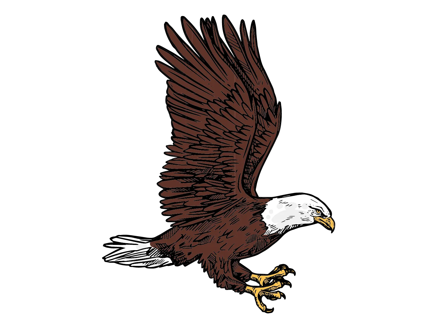 Kumpulan Gambar Burung Elang Paling Bagus dan Terlengkap 17 Gambar Burung Elang