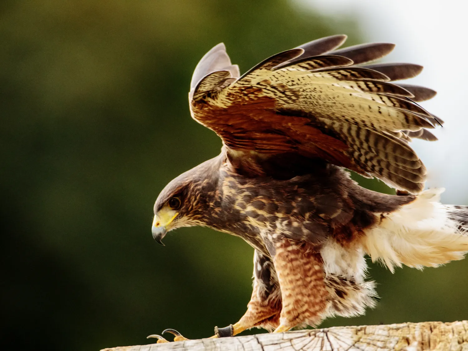 Kumpulan Gambar Burung Elang Paling Bagus dan Terlengkap 15 Gambar Burung Elang