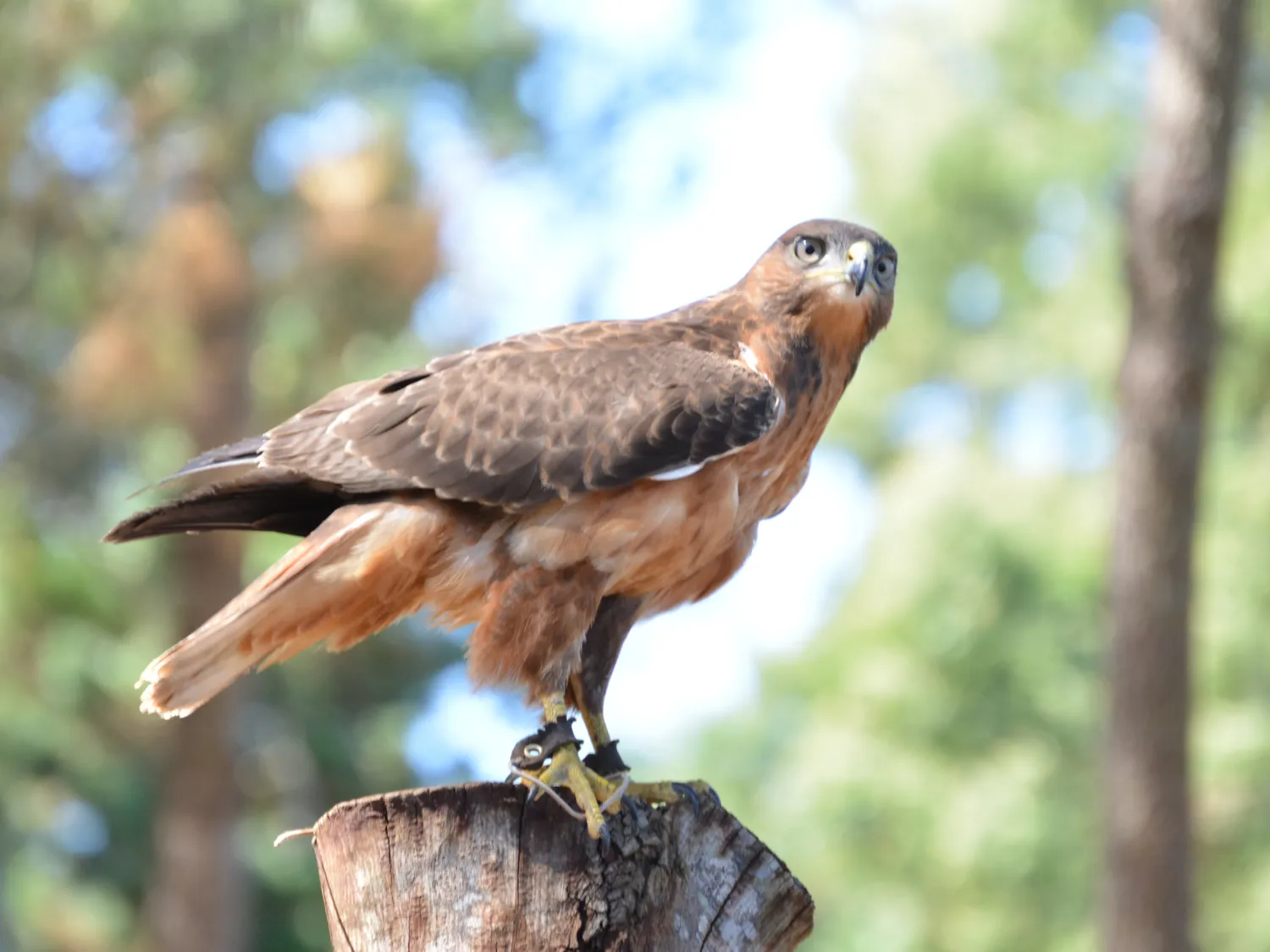 Kumpulan Gambar Burung Elang Paling Bagus dan Terlengkap 14 Gambar Burung Elang
