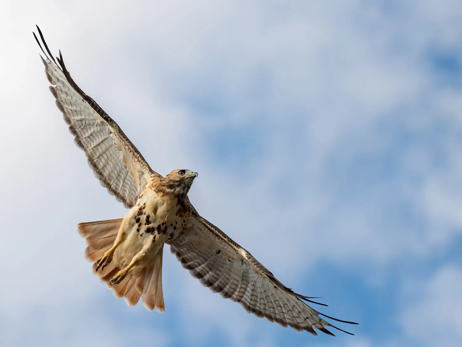 Kumpulan Gambar Burung Elang Paling Bagus dan Terlengkap 13 Gambar Burung Elang