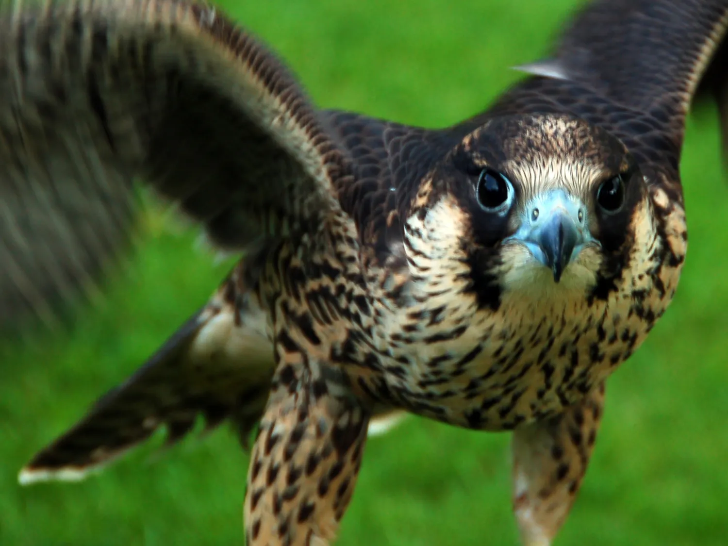 Kumpulan Gambar Burung Elang Paling Bagus dan Terlengkap 12 Gambar Burung Elang