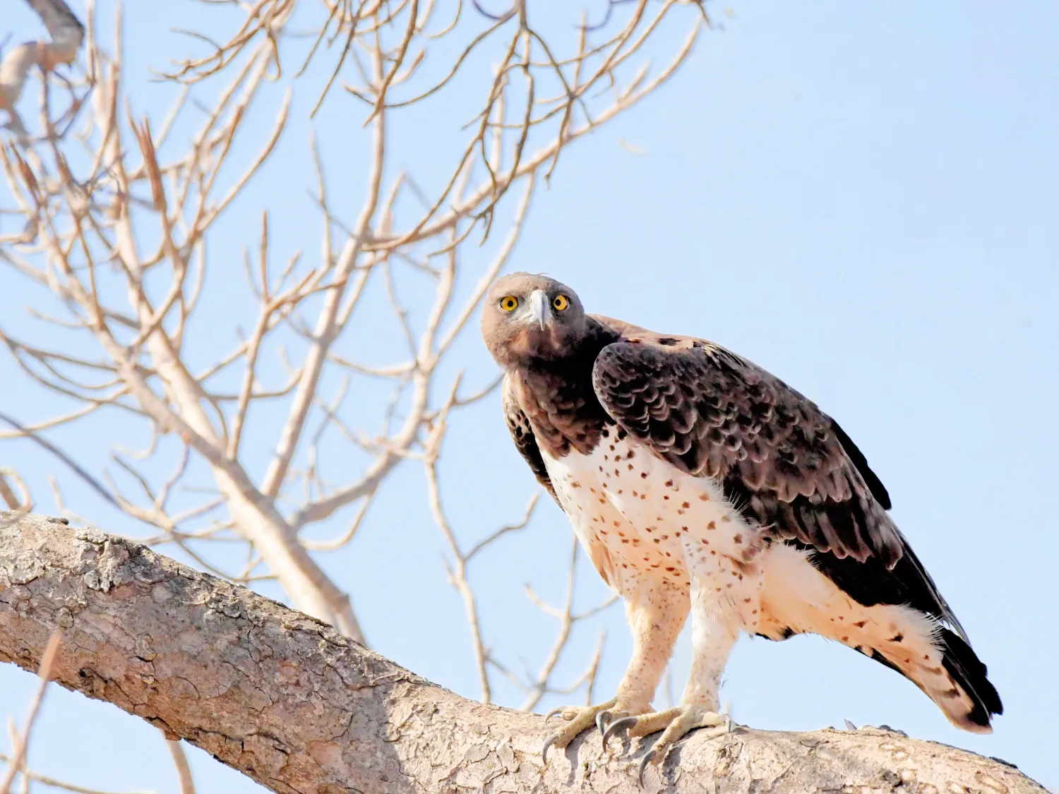 Kumpulan Gambar Burung Elang Paling Bagus dan Terlengkap 11 Gambar Burung Elang