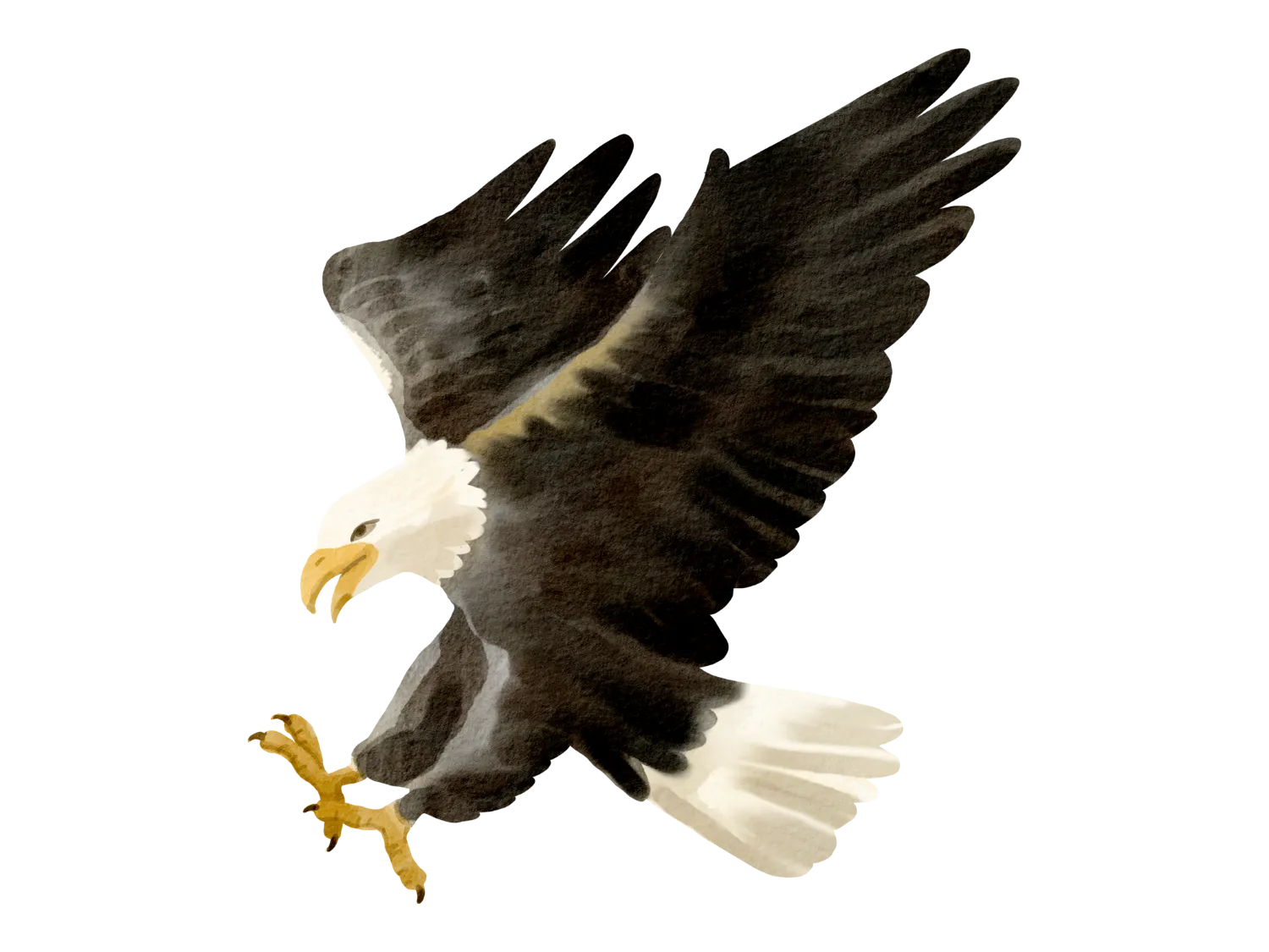 Kumpulan Gambar Burung Elang Paling Bagus dan Terlengkap 29 Gambar Burung Elang