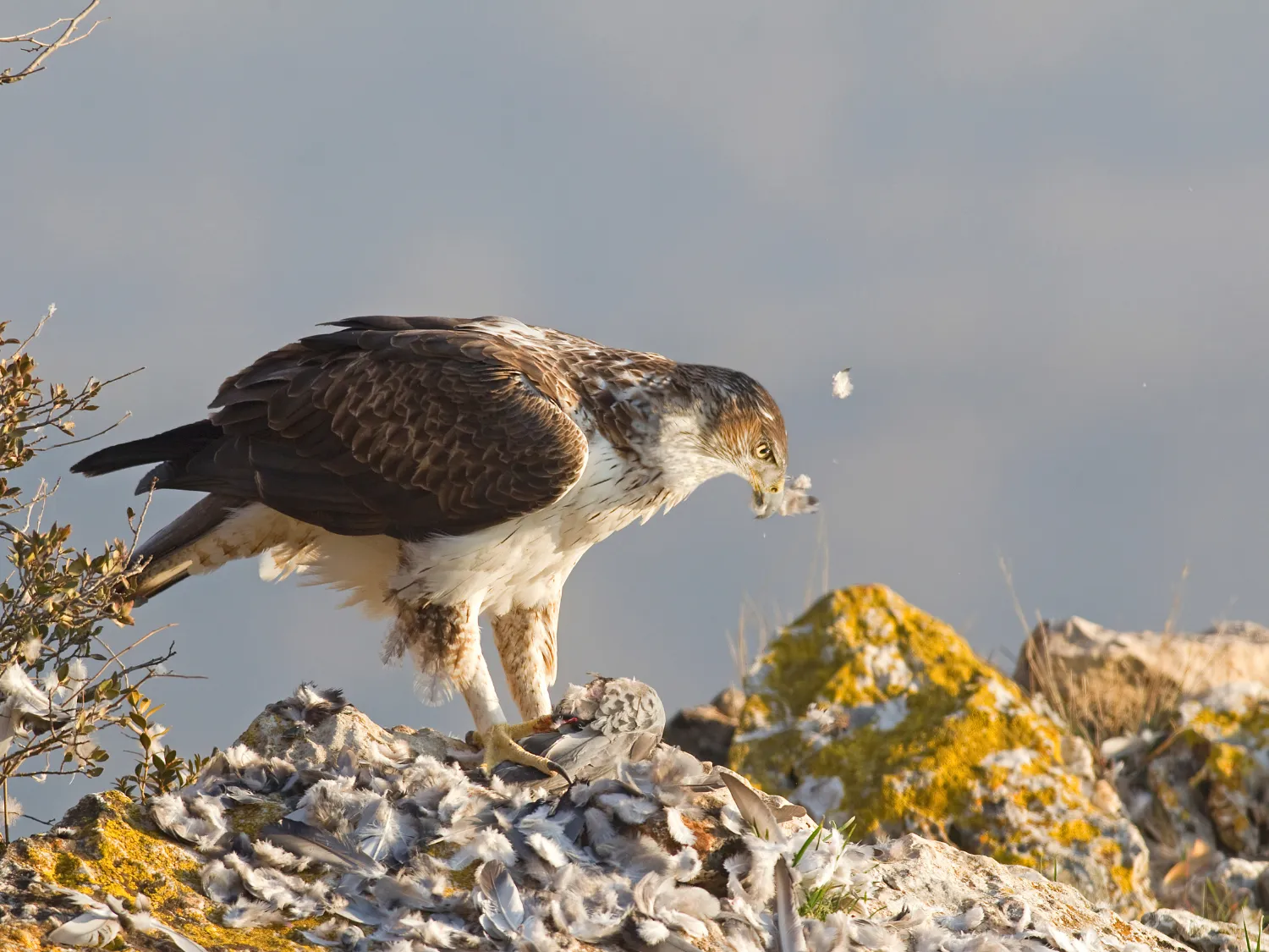 Kumpulan Gambar Burung Elang Paling Bagus dan Terlengkap 10 Gambar Burung Elang