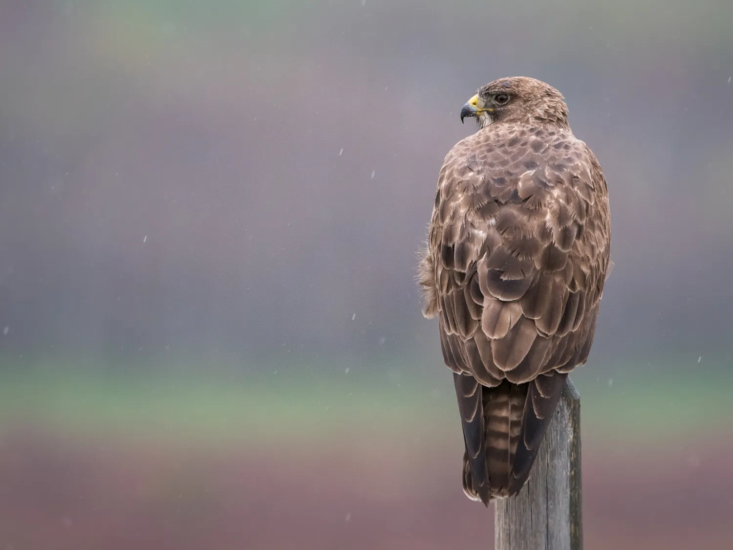 Kumpulan Gambar Burung Elang Paling Bagus dan Terlengkap 9 Gambar Burung Elang