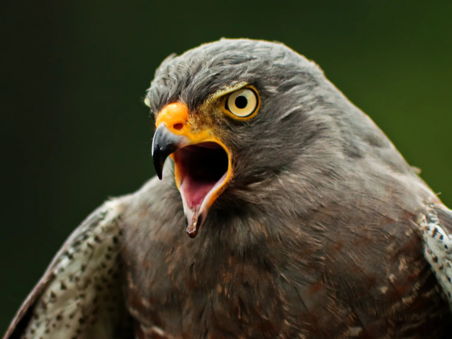 Kumpulan Gambar Burung Elang Paling Bagus dan Terlengkap 8 Gambar Burung Elang