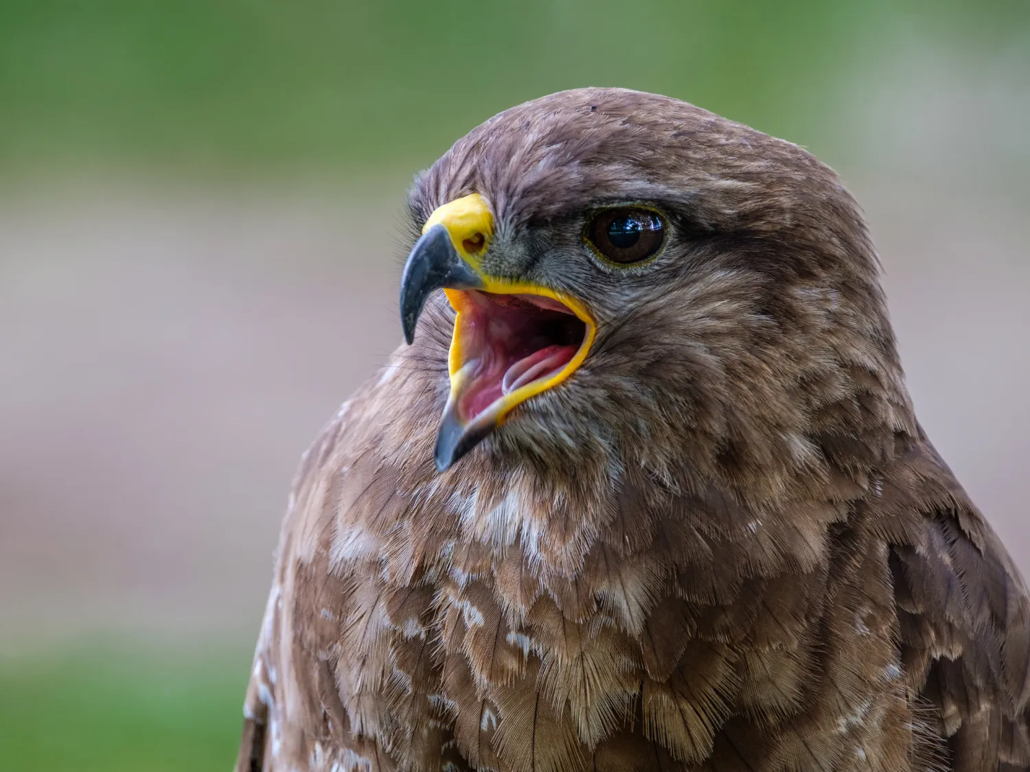 Kumpulan Gambar Burung Elang Paling Bagus dan Terlengkap 7 Gambar Burung Elang