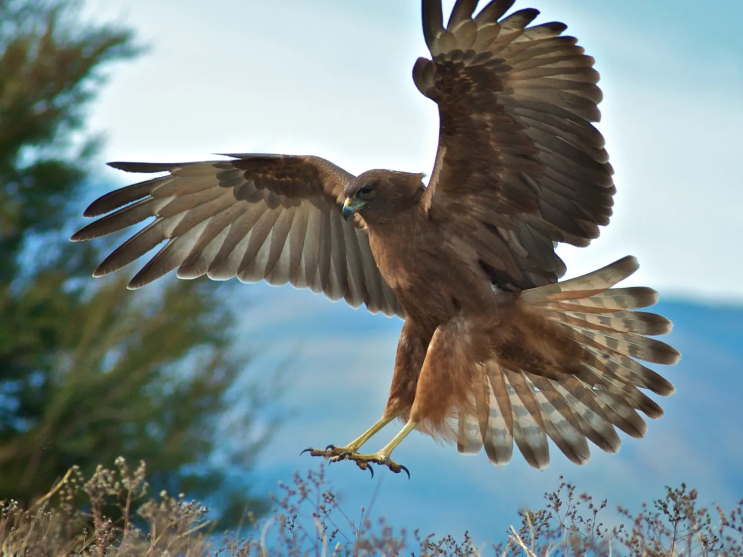 Kumpulan Gambar Burung Elang Paling Bagus dan Terlengkap 6 Gambar Burung Elang