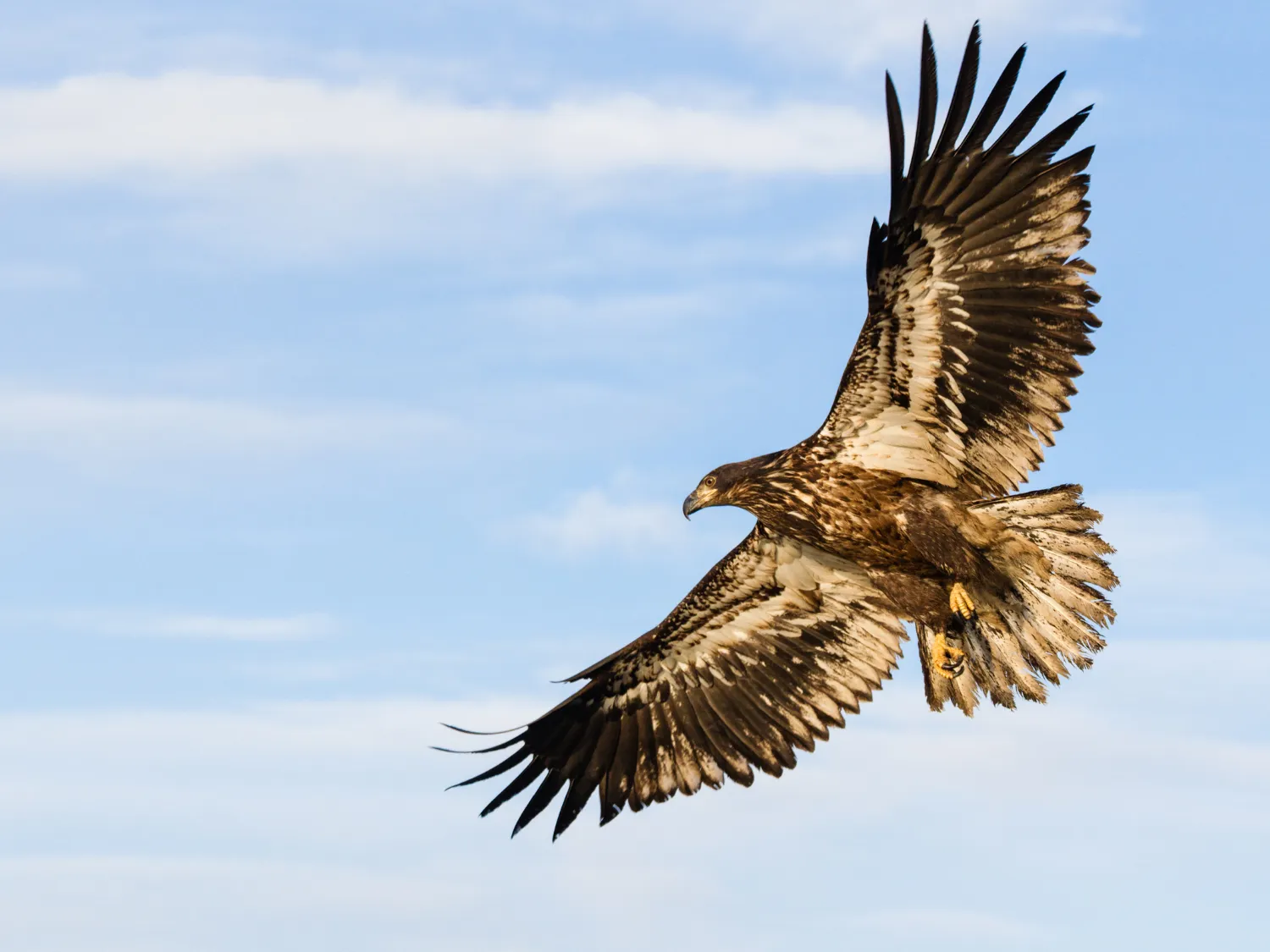 Kumpulan Gambar Burung Elang Paling Bagus dan Terlengkap 5 Gambar Burung Elang