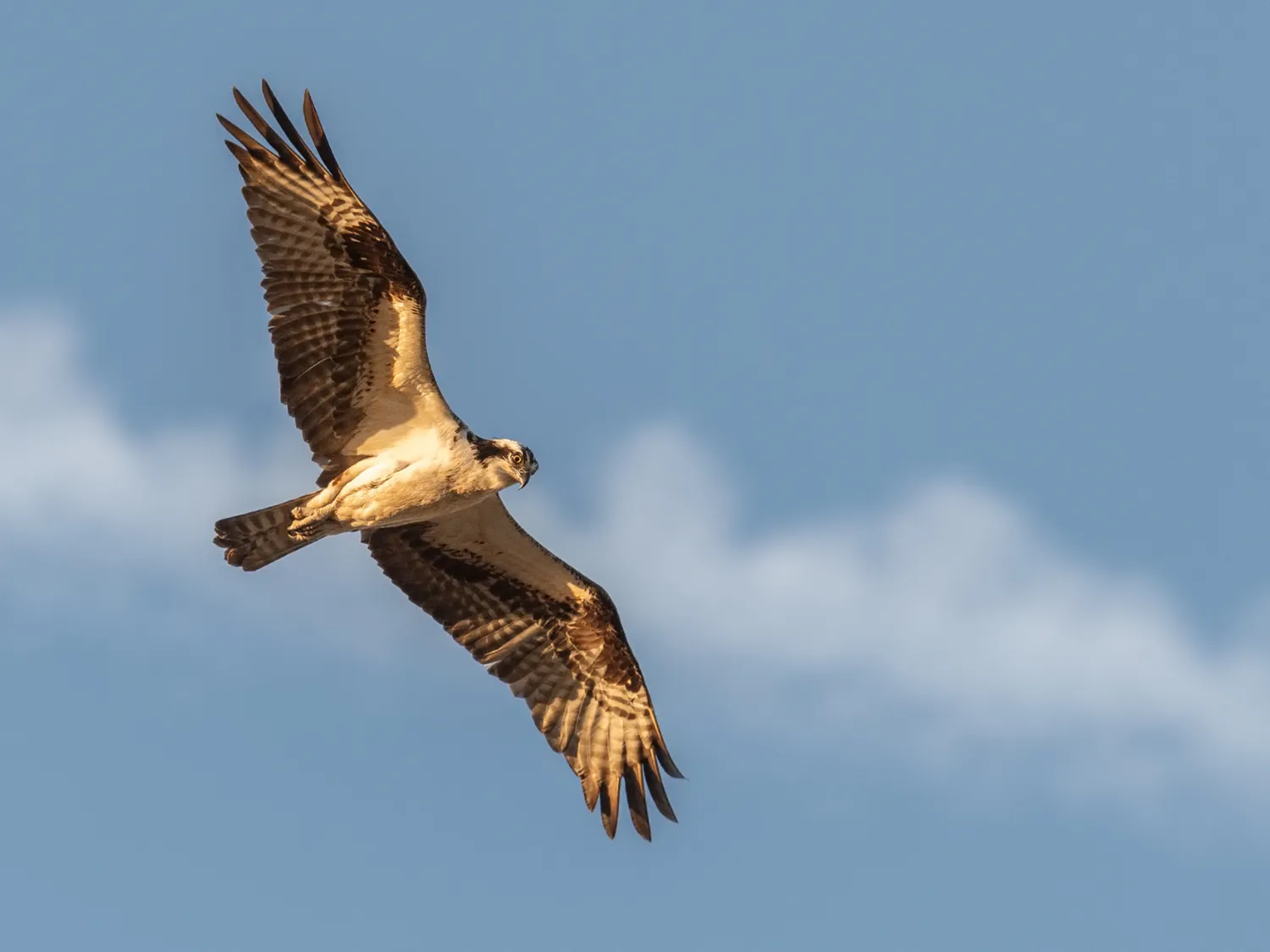 Kumpulan Gambar Burung Elang Paling Bagus dan Terlengkap 4 Gambar Burung Elang