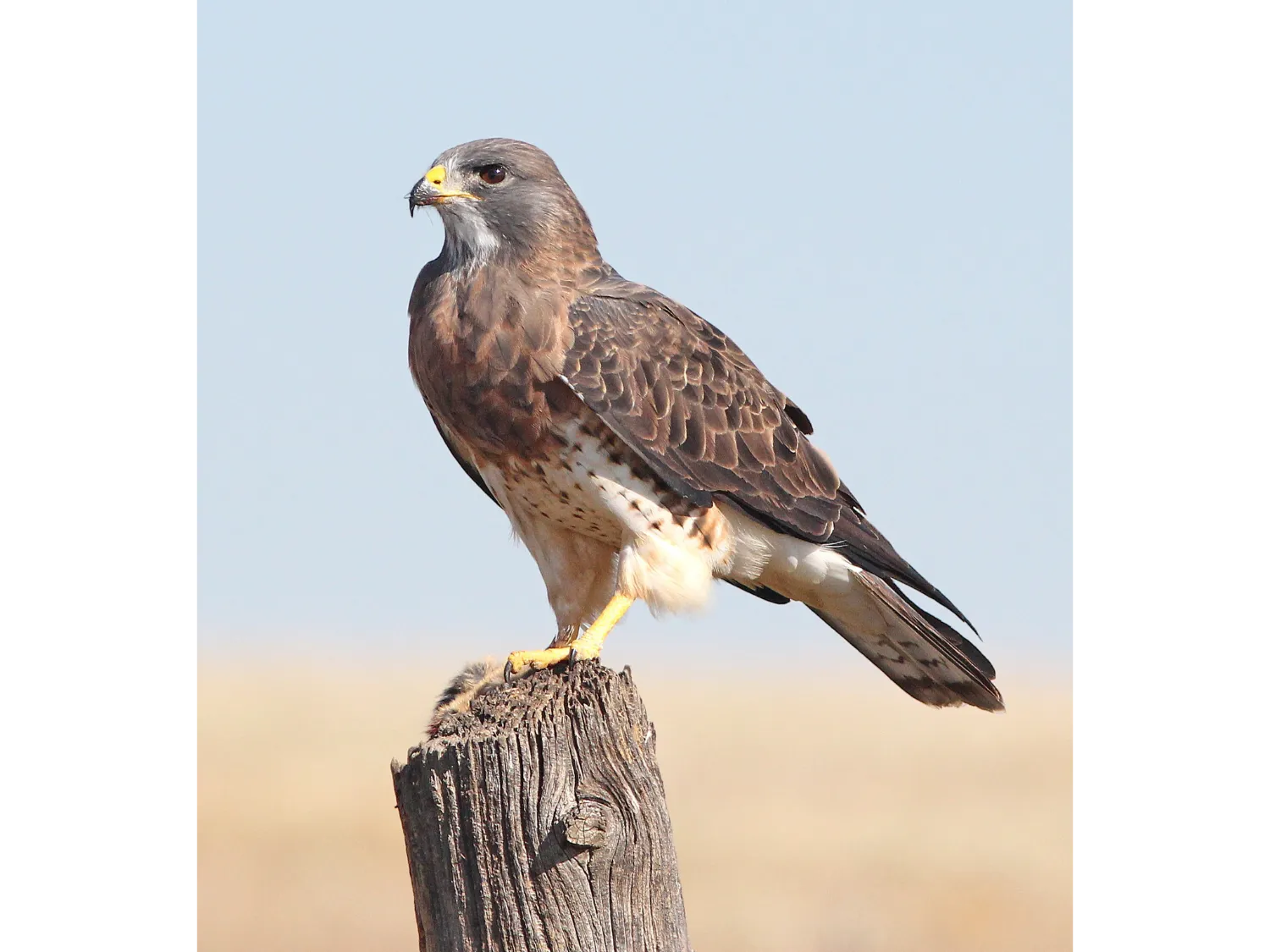 Kumpulan Gambar Burung Elang Paling Bagus dan Terlengkap 3 Gambar Burung Elang