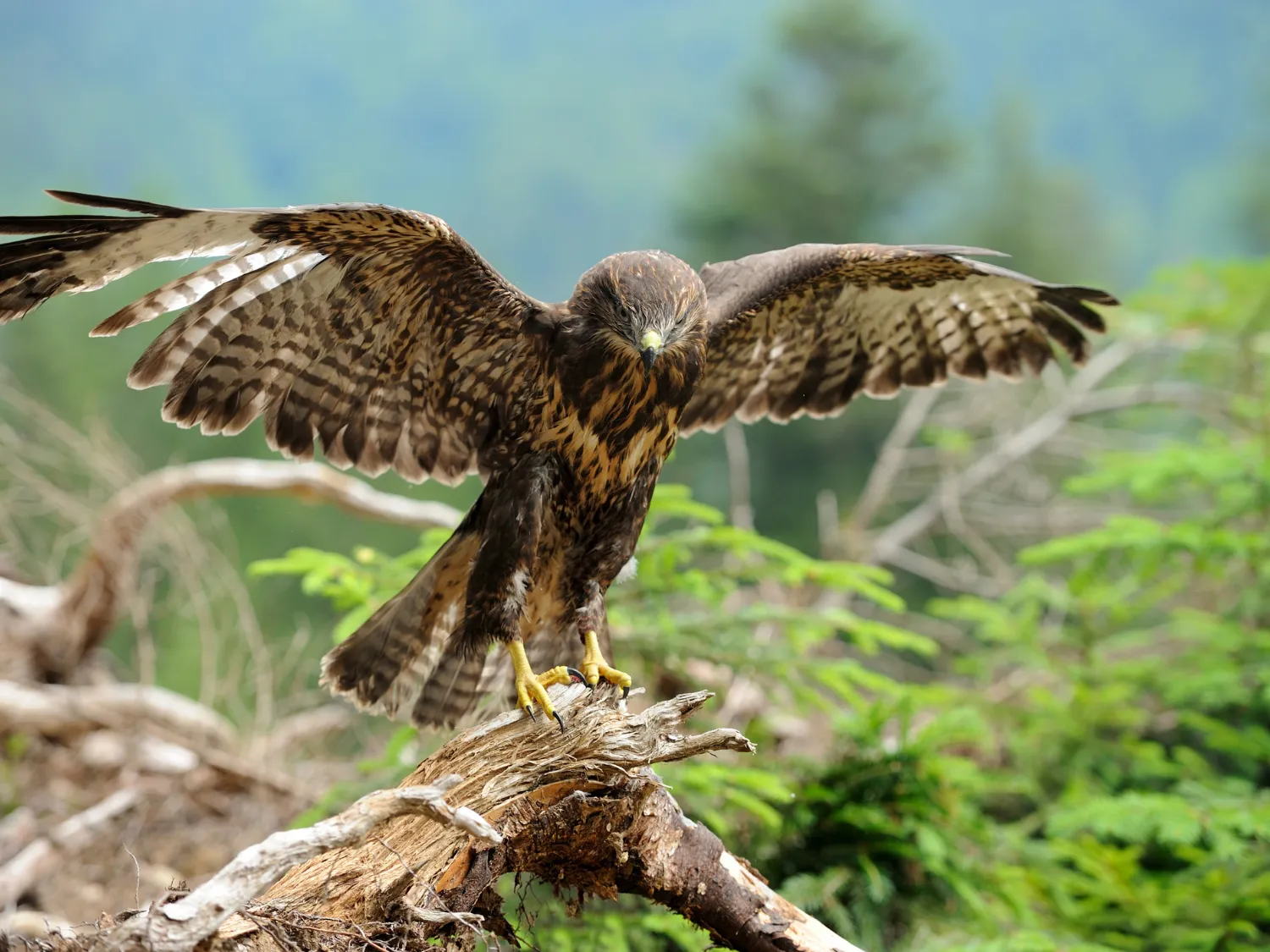 Kumpulan Gambar Burung Elang Paling Bagus dan Terlengkap 2 Gambar Burung Elang