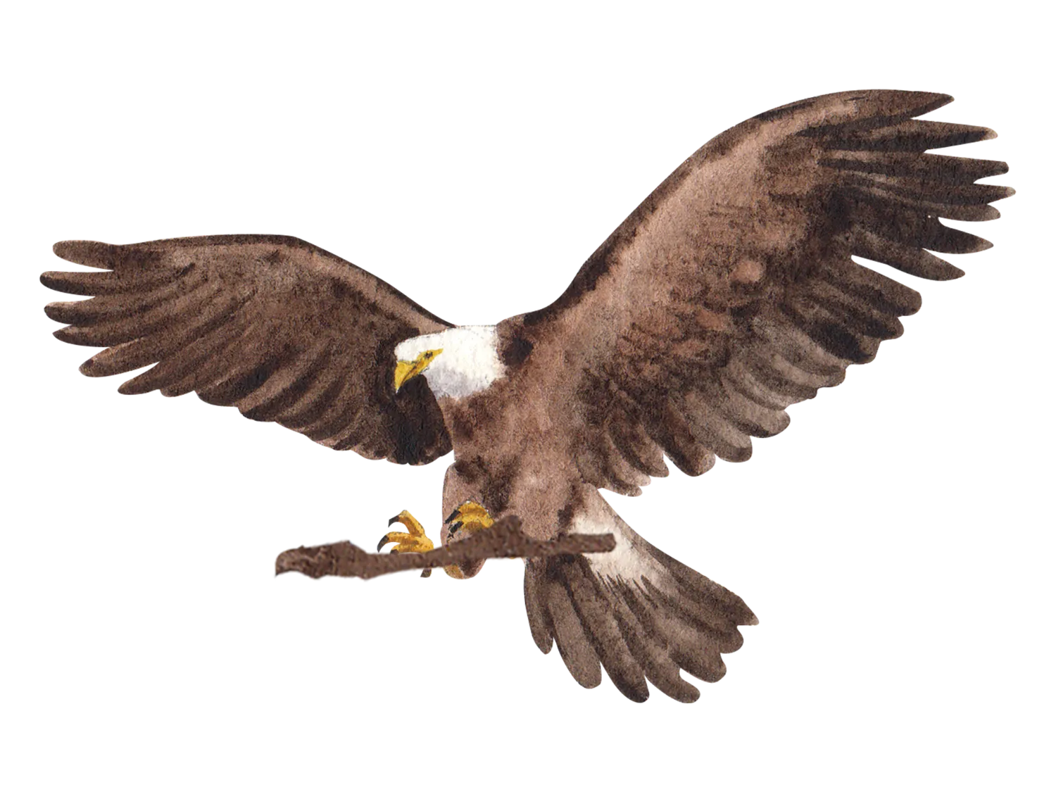 Kumpulan Gambar Burung Elang Paling Bagus dan Terlengkap 28 Gambar Burung Elang